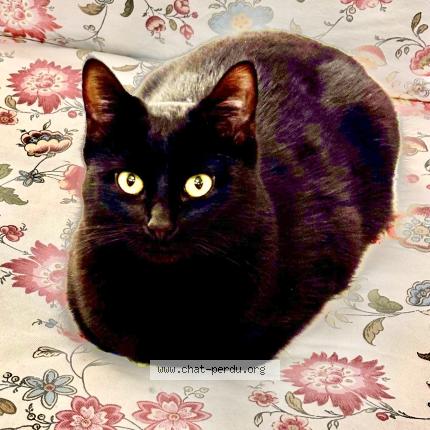 Photo 1/1 Chat retrouvé Perdu à Castelnau le lez