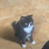 Photo de chat perdu à Rueil La Gadeliere