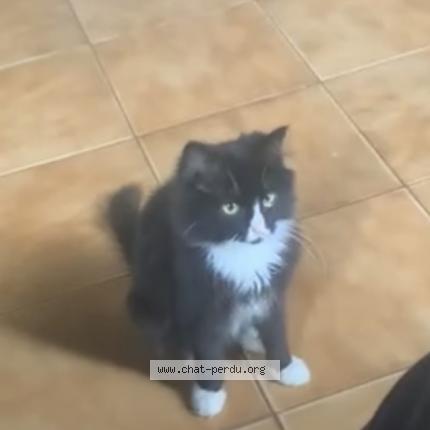 Photo 1/1 Chat retrouvé Perdu à Rueil la gadeliere