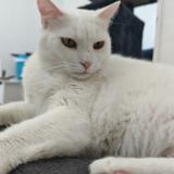 Photo de chat perdu à Francin