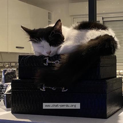 Photo 1/1 Raya Chat perdu à Mont de marsan