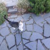 Photo de chat trouvé à Saint Malo