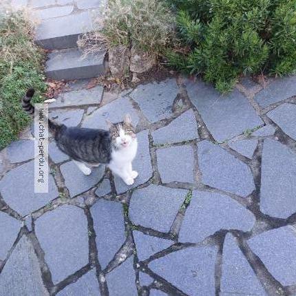 Photo 1/1 Chat trouvé Trouvé à Saint malo