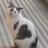 Photo de chat perdu à Toulouse