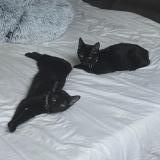 Photo de chat perdu à Venissieux