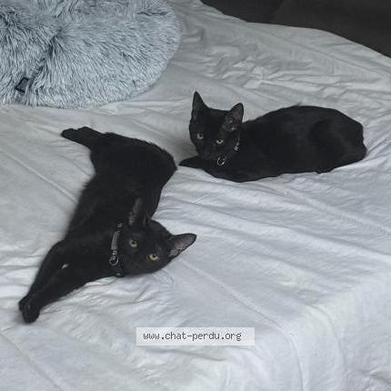 Photo 1/1 Athéna Chat perdu à Venissieux