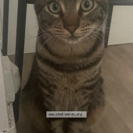 Photo 1/1 Tirex Chat perdu à Ales