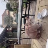 Photo de chat trouvé à Castillon La Bataille