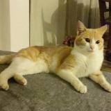 Photo de chat perdu à Bellevue Chantenay