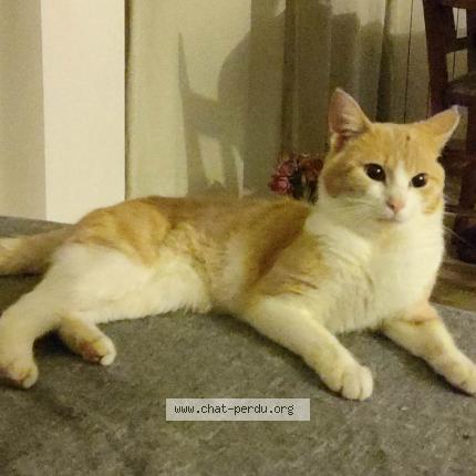 Photo 1/1 Rio Chat perdu à Bellevue chantenay