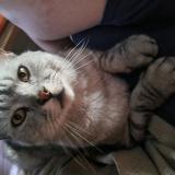 Photo de chat perdu à Charsonville