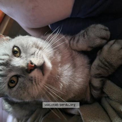 Photo 1/1 Vota ou mon bébé Chat perdu à Charsonville