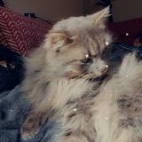 Photo de chat perdu à Brens