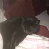 Photo de chat perdu à Jurancon