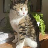 Photo de chat perdu à Les Trois Moutiers