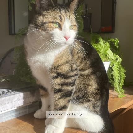 Photo 1/1 Voilou Chat perdu à Les trois moutiers