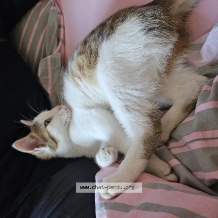 Photo 1/1 Chat trouvé Trouvé à Beard geovreissiat