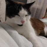 Photo de chat perdu à La Creche