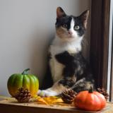 Photo de chat perdu à Anthisnes