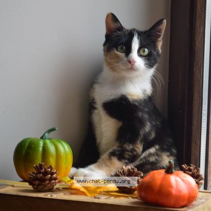 Photo 1/1 Nova Chat perdu à Anthisnes