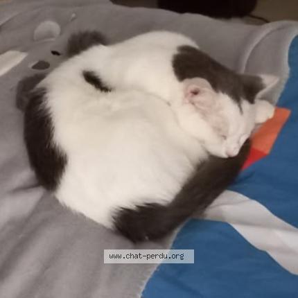 Photo 1/1 Ronflex Chat perdu à Saint nicolas d aliermont