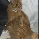 Photo de chat retrouvé à Calahorra