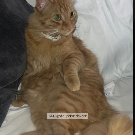 Photo 1/1 Chat retrouvé Perdu à Calahorra