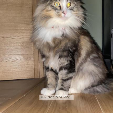 Photo 1/1 Chat retrouvé Perdu à Guermantes