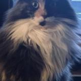 Photo de chat perdu à Beauvais