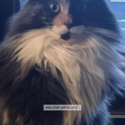 Photo 1/1 Vénus Chat perdu à Beauvais