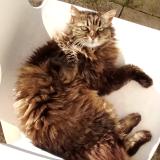 Photo de chat perdu à Montpellier