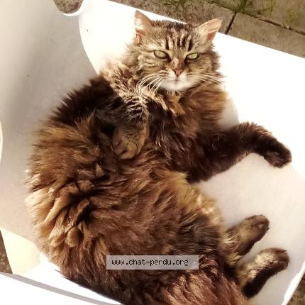 Photo 1/1 Chat retrouvé Perdu à Montpellier