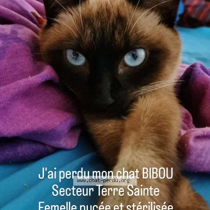 Photo 1/1 Bibou Chat perdu à Saint pierre