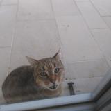 Photo de chat trouvé à Saint Eloi De Fourques