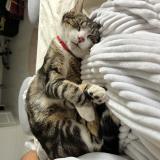 Photo de chat perdu à Ruffec