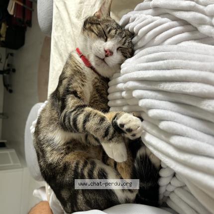 Photo 1/1 Tigrou Chat perdu à Ruffec