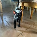 Photo de chat perdu à Saint Bazile