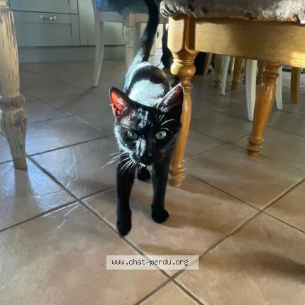 Photo 1/1 Cali Chat perdu à Saint bazile