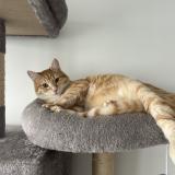 Photo de chat perdu à Joinville Le Pont