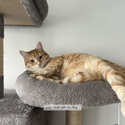 Photo 1/1 Scott Chat perdu à Joinville le pont