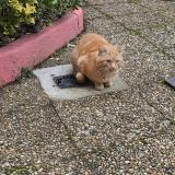 Photo de chat trouvé à Saint Romain En Gal