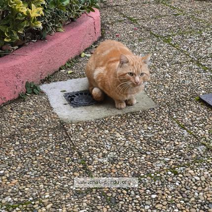 Photo 1/1 Chat trouvé Trouvé à Saint romain en gal