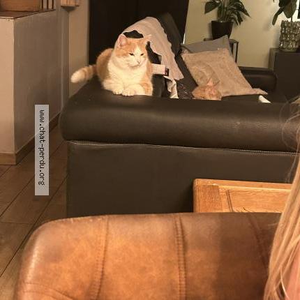 Photo 1/1 Garfield Chat perdu à Ransart