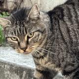 Photo de chat trouvé à Marseille