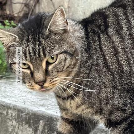 Photo 1/5 Chat trouvé Trouvé à Marseille