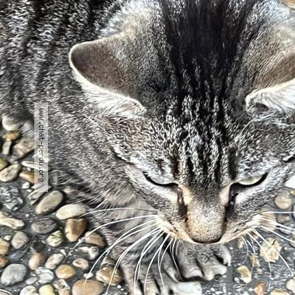 Photo 2/5 Chat trouvé Trouvé à Marseille