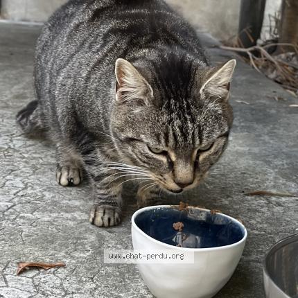 Photo 3/5 Chat trouvé Trouvé à Marseille