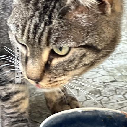 Photo 5/5 Chat trouvé Trouvé à Marseille