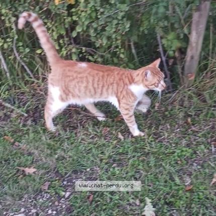 Photo 1/1 WHISKY Chat perdu à Sambin