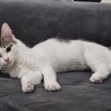 Photo de chat perdu à Roubaix